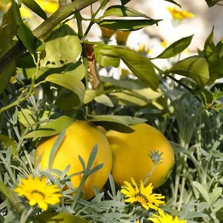 Maroma